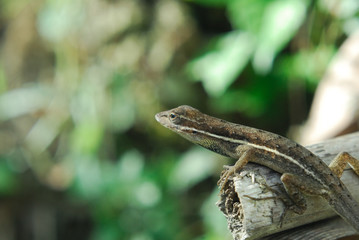 Anolis auratus - (Polychrotidae sauria)