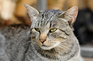 Getigerter Kater