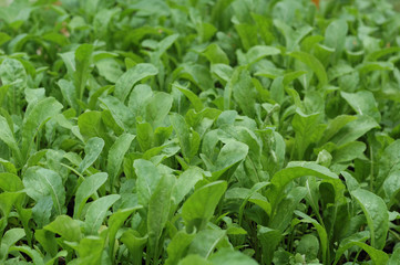 Rucola - (Eruca sativa)