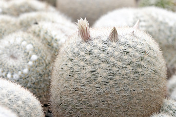 Cactus garden