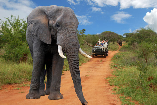 Fototapeta elefante nel parco Kruger