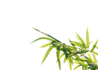 bamboo leaf