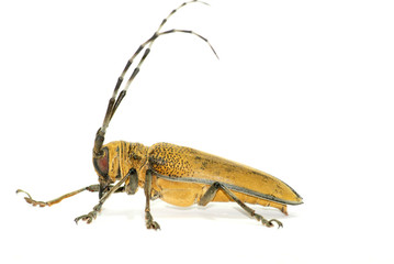 insect long horn beetle