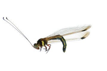 insect owl fly