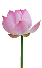 Fototapeta premium Lotus flower isolated