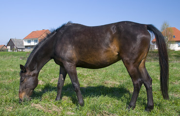 Obraz premium English horse race