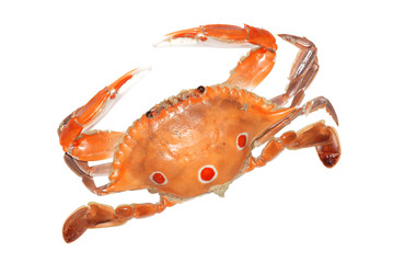 Red crab