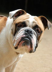 jeune bulldog anglais