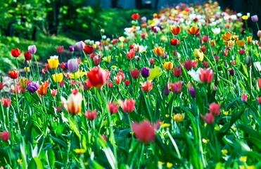 multicolor sunny tulips bed