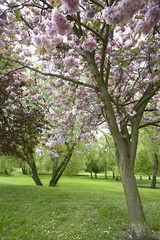 Naklejka premium pink blossom