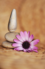 Fototapeta na wymiar Bilans, kamienie, kwiaty