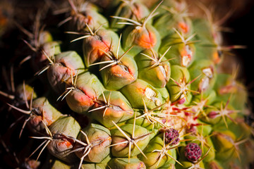 Fototapeta premium Details of a cactus
