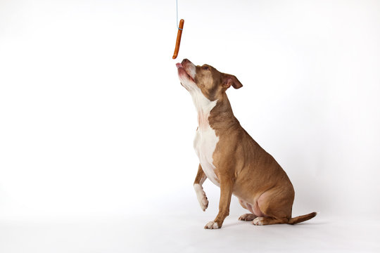 hund mit wurst
