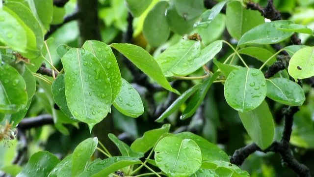 pioggia tropicale