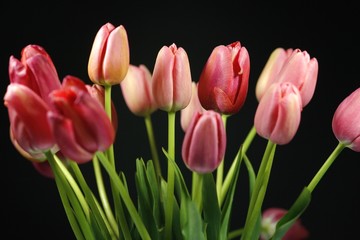 Tulpen