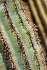 Saguaro Cactus Stem and Thorns