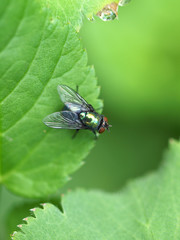 Schmeissfliege auf Blatt
