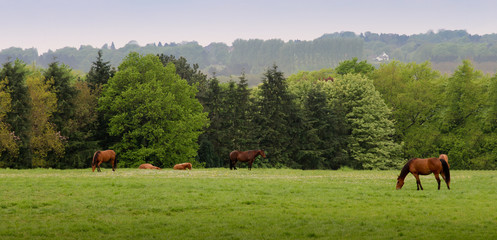 Fototapeta na wymiar Pferd auf Weide