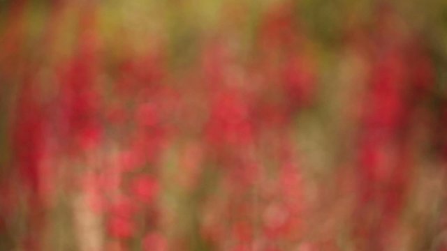 Blurry to Focused Background of Hackberry Beardtongue Flowers