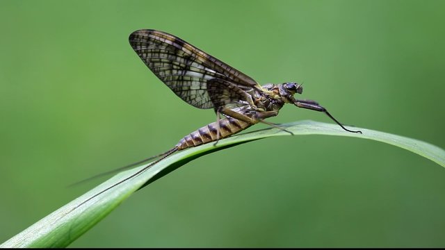 Eintagsfliege