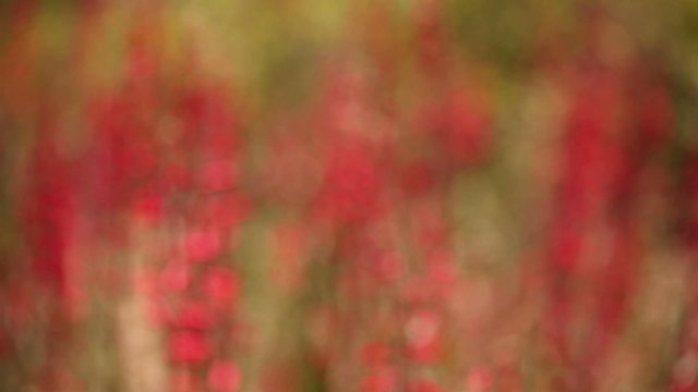 Blurry Abstract Background of Hackberry Beardtongue Flowers