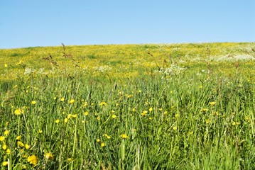 saftige blumenwiese 3