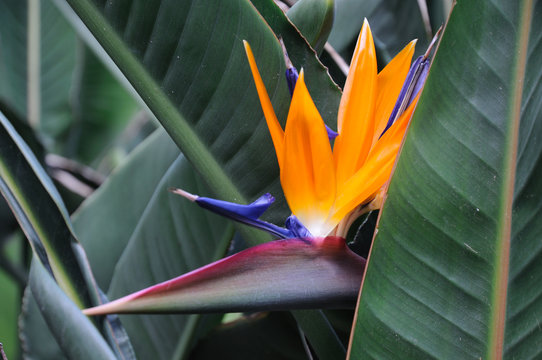 Bird of Paradise Flower or Strelitzia
