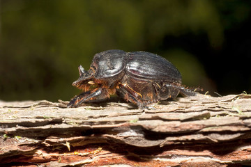 Horned dung beetle (Copris lunaris)