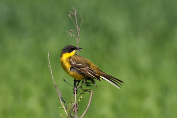 Yellow Wagtail ( Motacilla flava ) on green background