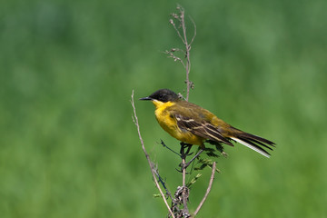 Yellow Wagtail ( Motacilla flava ) on green background