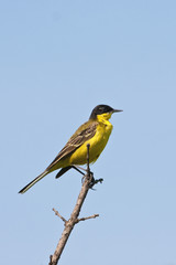 Yellow Wagtail ( Motacilla flava )  against the blue sky