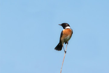 stonechat (Saxicola torquata)  against the blue sky