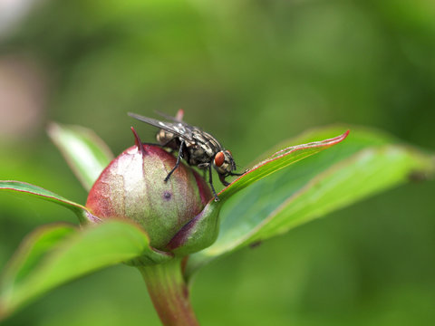 Bremse auf Pfingstrose