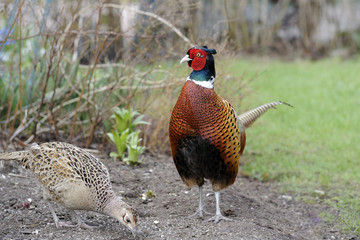 common pheasant, phasianus colchicus