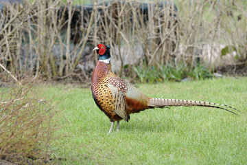 Fototapeta premium bażant pospolity, phasianus colchicus