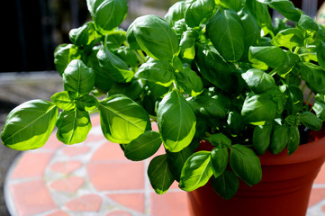 Fresh basil in pot on the balkony