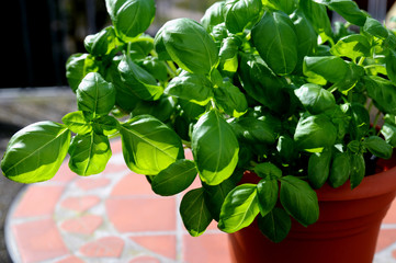 Fresh basil in pot on the balkony