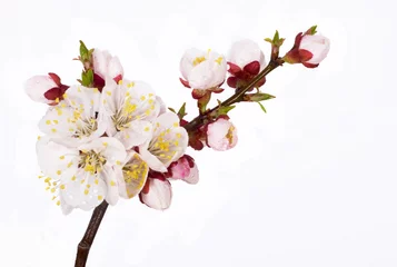 blossoming pink cherry