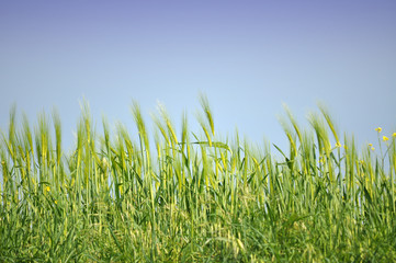 Wheat against Blue Sky