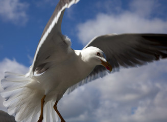 a seagull with blue sky