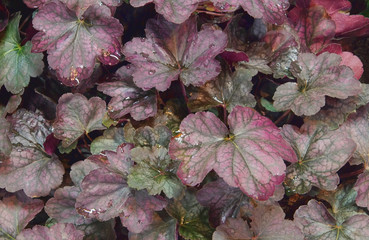 Purpurglöckchen - Heuchera 01