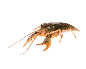 Crayfish