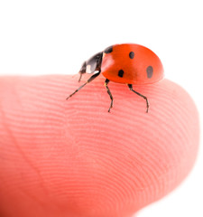 Ladybird
