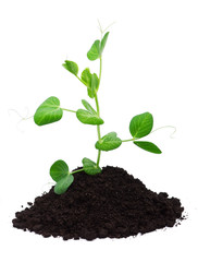 Plant and soil