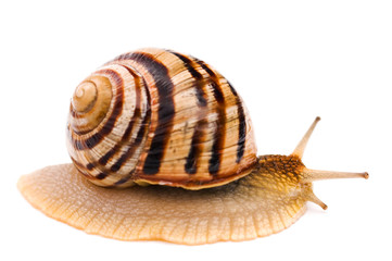 Snail