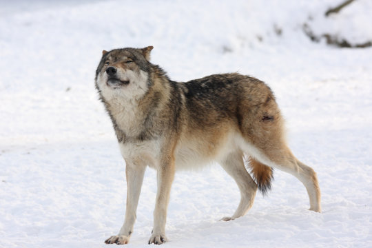 canis lupus wolf