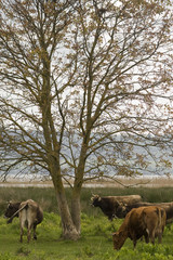 Cows around the tree