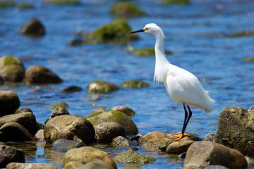 great white egret hunting fishing at river beach