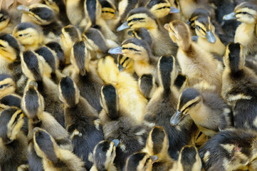 little ducklings, shallow focus