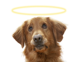 A soulful canine
